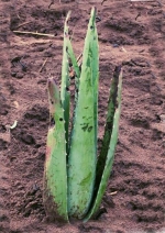Aloe Vera Baby Plants