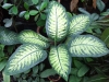Dieffenbachia Plant