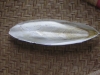 Cuttlebone