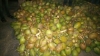 Tender coconut suppliers in karnataka