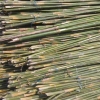 Cane Bamboos