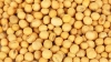 Soybean seed