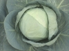hybrid cabbage bharati