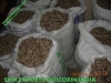 Moringa Seed Exporters India